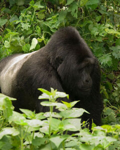 2fa323_8a78bdceea98481ea5927a4478173c35~mv2